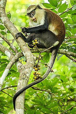 Мартышка мона (Cercopithecus mona)