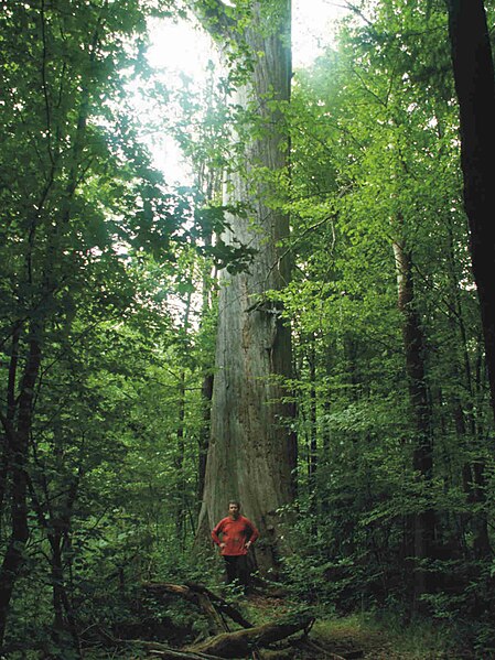 Файл:Oak in Bialowieza3('Tsar' Oak).jpg