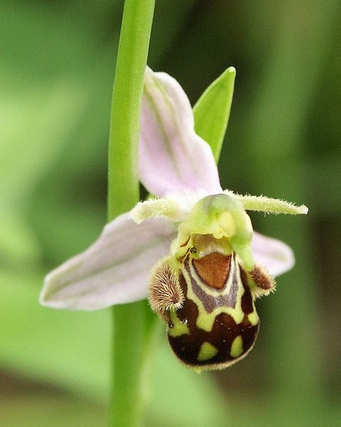 File:Ophrys apifera flower1.jpg