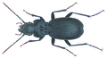 Pterostichus fasciatopunctatus