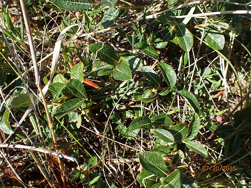 Файл:Salix fuscescens 2165075.jpg