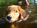 Toller swimming