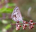 Lime Blue (Chilades laius) @ Bangalore, India.