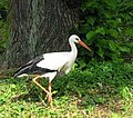 White Stork