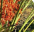 Fruits and spines in the Yucatán, Mexico.