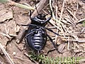 Жук-чернотелка, род и вид -- под вопросом (Coleoptera: Tenebrionidae) сфотографировано в Донецке, в апреле.