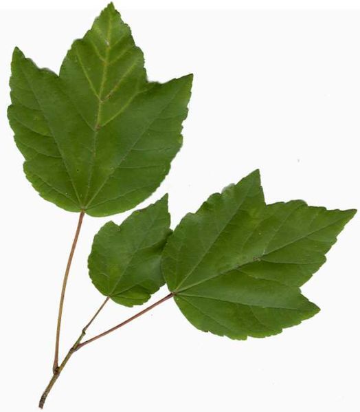 File:Acer rubrum.jpg