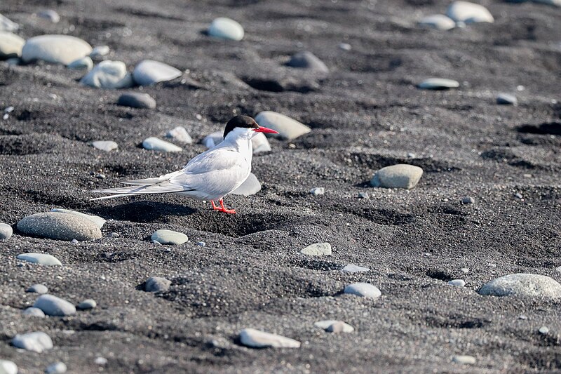 File:Arctic Tern on Beach.jpg