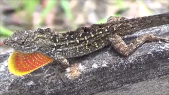 Male extending his dewlap in Citrus County, Florida