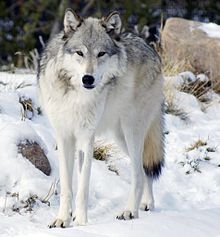 Canis lupus occidentalis.jpg