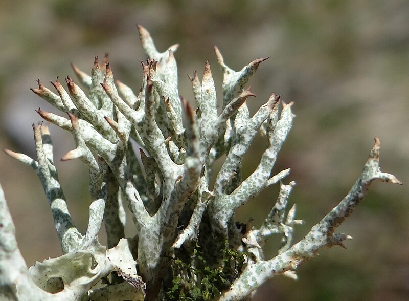 File:Cladonia uncialisT83 (2).JPG