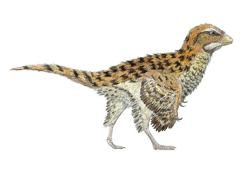 Archivo:Eosinopteryx.jpg