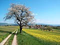 Mountain track in Switzerland