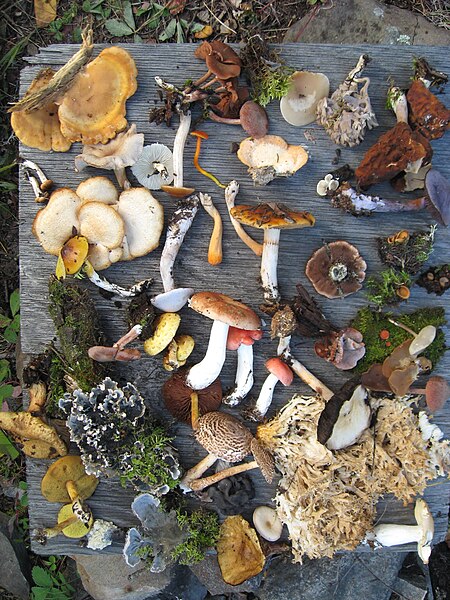 File:Fungi of Saskatchewan.JPG