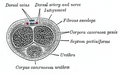 Transverse section of the penis.