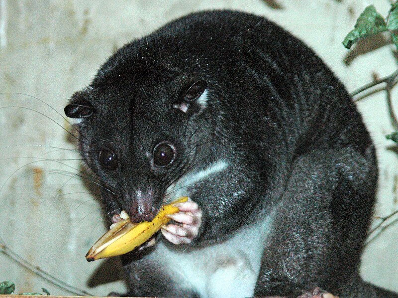 Файл:Ground Cuscus cotswoldwildlifepark.jpg