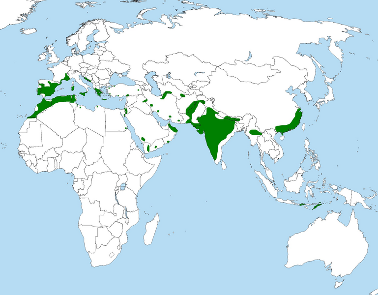 Файл:Hieraaetus fasciatus area.PNG