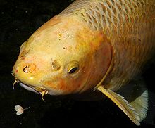 Koi head closeup.jpg