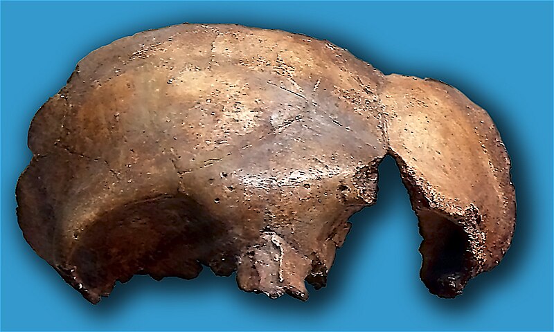 File:La Carigüela-Neanderthal.jpg