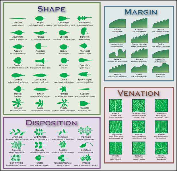 File:Leaf morphology disposition.png