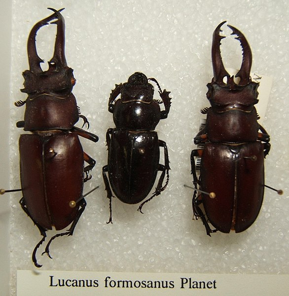 Archivo:Lucanus formosanus sjh.jpg