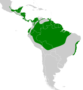 Distribución geográfica del mosquero aceitunado.