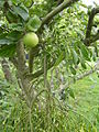 Mistletoe in an apple tree in Essex, England