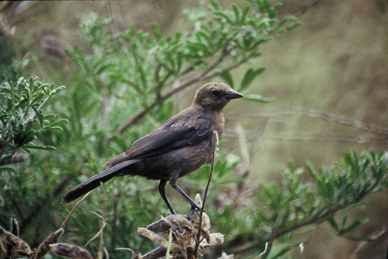 File:Molothrus ater1.jpg