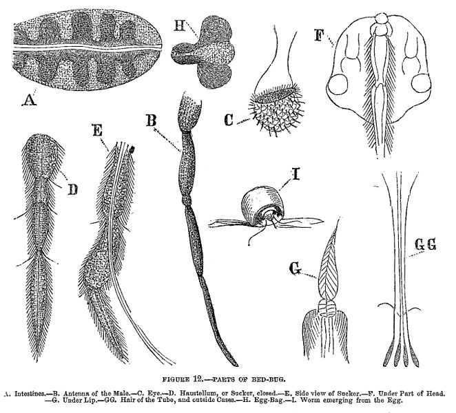 File:Parts of Bed-Bug.jpg