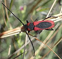 Purpuricenus globulicollis[серб.]