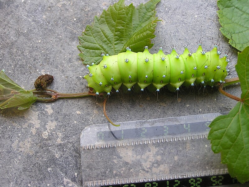 Файл:Saturnia pyri larva.JPG