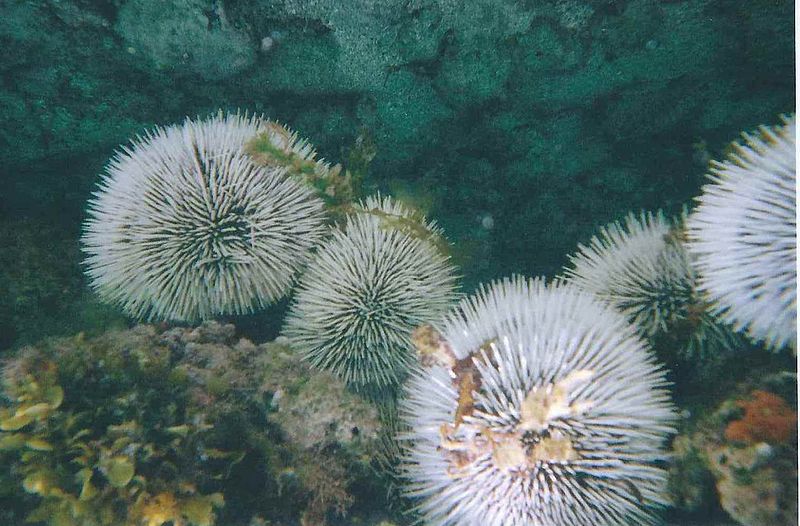 File:Sea Urchin Noronha.jpg