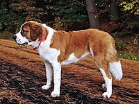 A St. Bernard with short coat