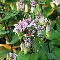 Tricyrtis formosana