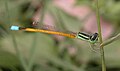 The Golden Dartlet (Ischnura aurora) in Bangalore