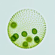 Light micrograph of Volvox aureus, a spherical colonial green algae with multiple dense inner colonies