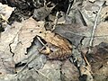 Wood Frog:(Lithobates sylvaticus or Rana sylvatica) uses disruptive coloration including black eye markings similar to voids between leaves, bands of the dorsal skin (dorsolateral dermal plica) similar to a leaf midrib as well as stains, spots & leg stripes similar to fallen leaf features.