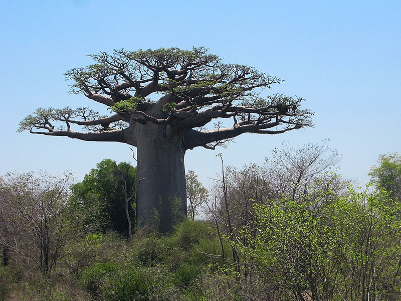 File:Baobab 04.jpg