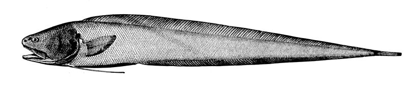 File:Bassozetus normalis.jpg