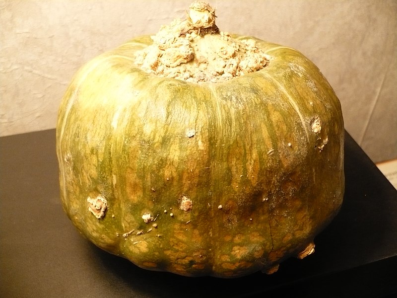 File:Buttercupsquash.JPG