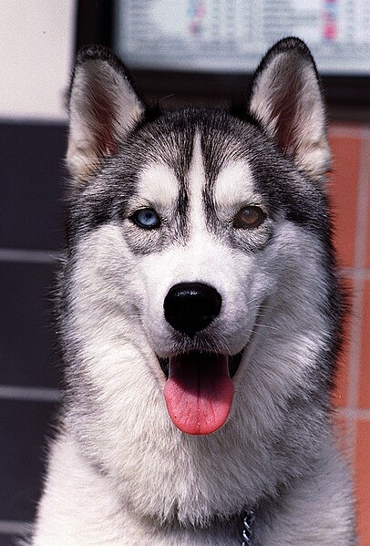 File:DOG-HUSKY 23JUL00.jpg