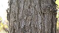 Bark