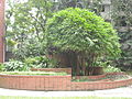 Flower garden behind Archbishop Ganguly Building