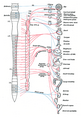 Diagram of efferent sympathetic nervous system.