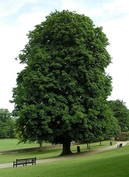 File:Horse-chestnut 800.jpg