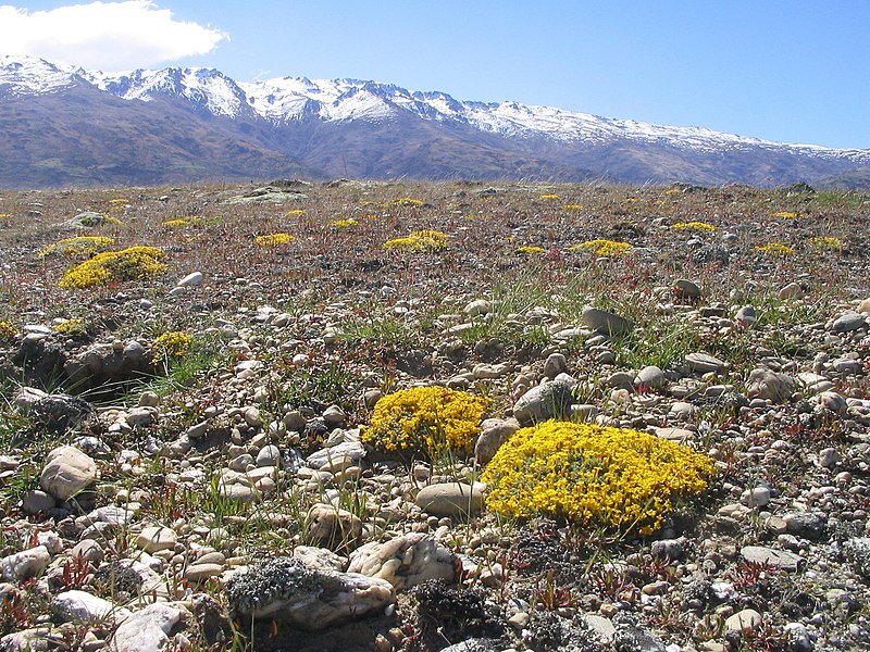 File:Myosotis uniflora 1259526.jpg