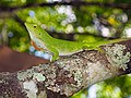 Anolis biporcatus