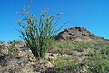 Ocotillo in full bloom near Lookout Mountain, Phoenix, Arizona