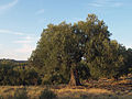 Olive tree, Sithonia, Greece,