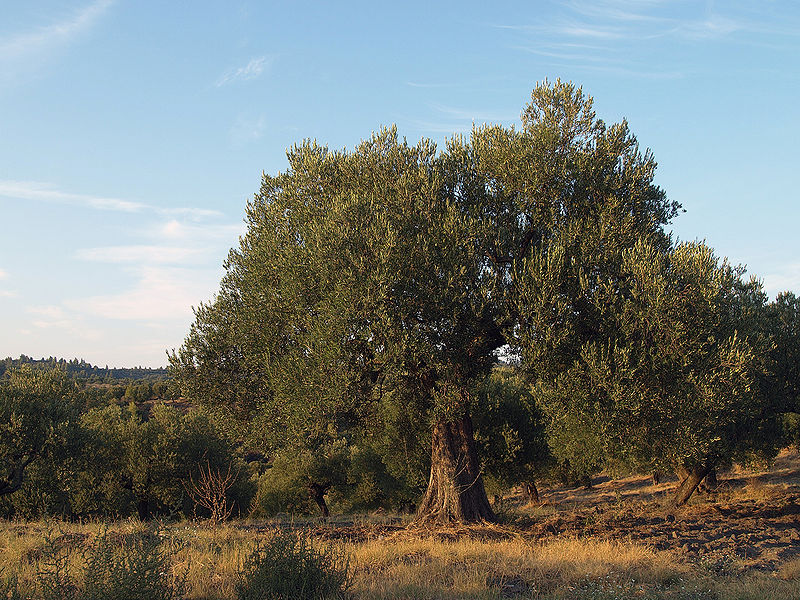 Файл:OliveTreefromGreece.jpg